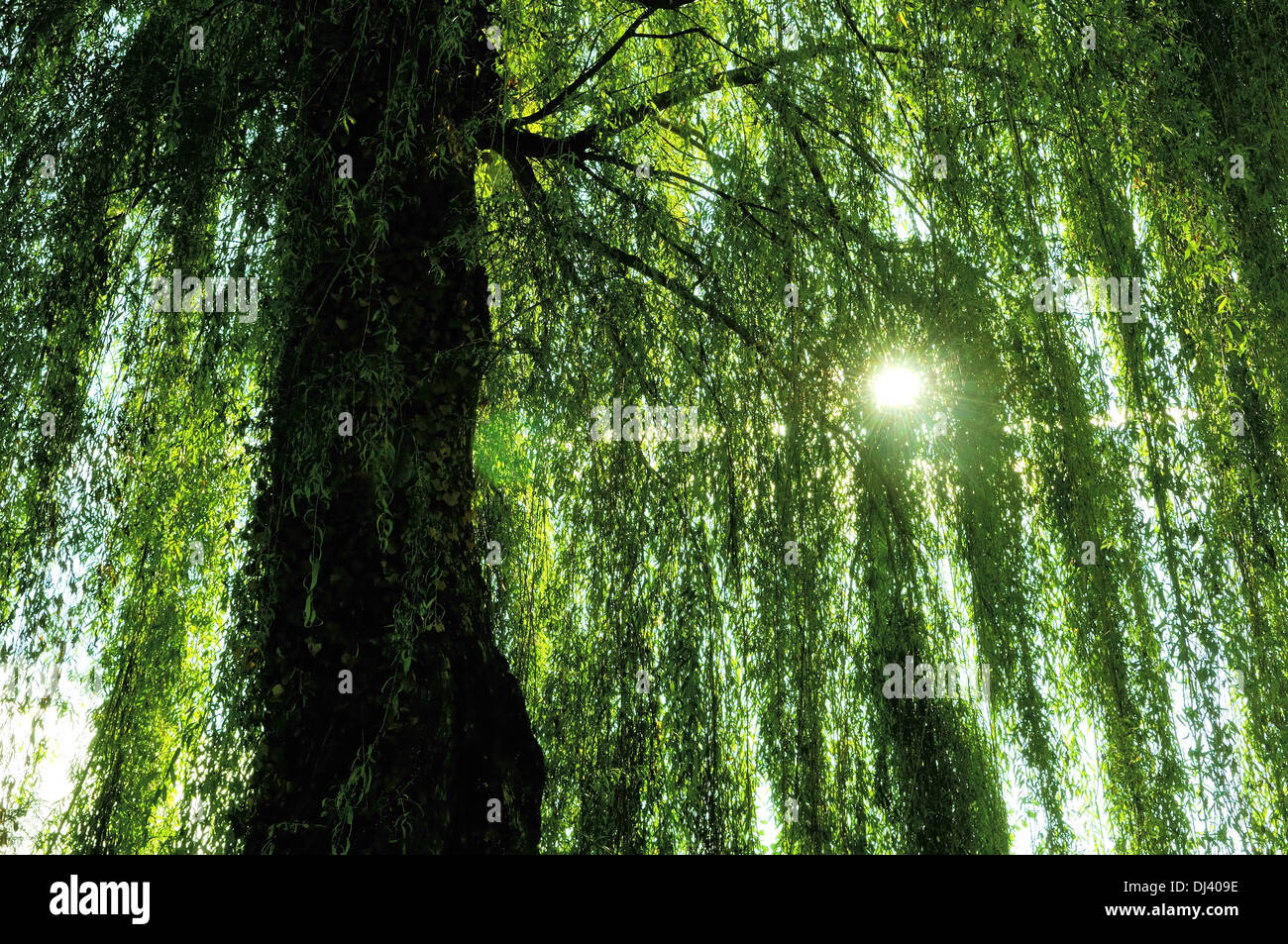 Bajo el árbol de sauce llorón fotografías e imágenes de alta resolución