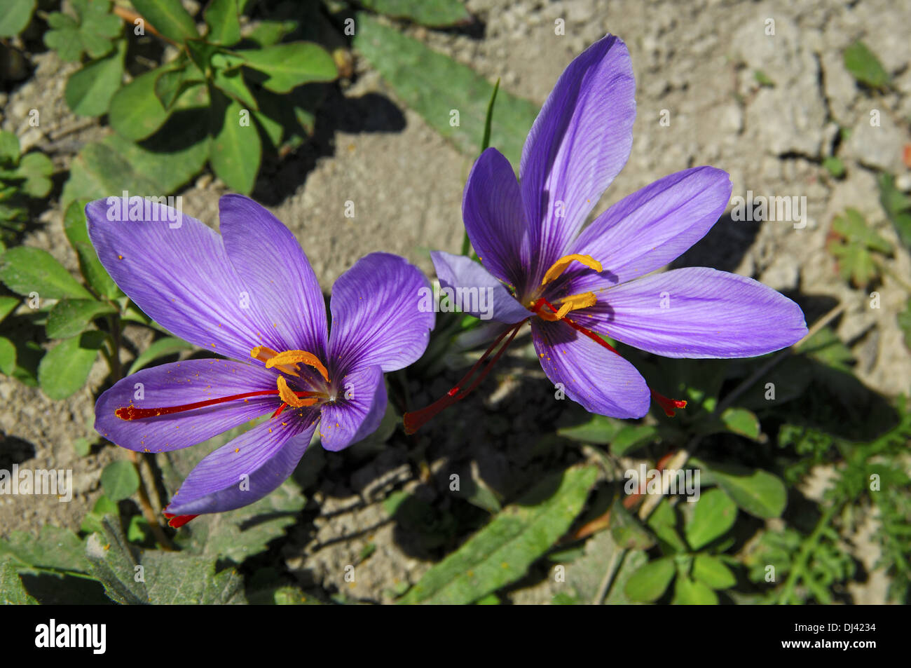 Flor de azafrán, Mund, Valais, Suiza Foto de stock