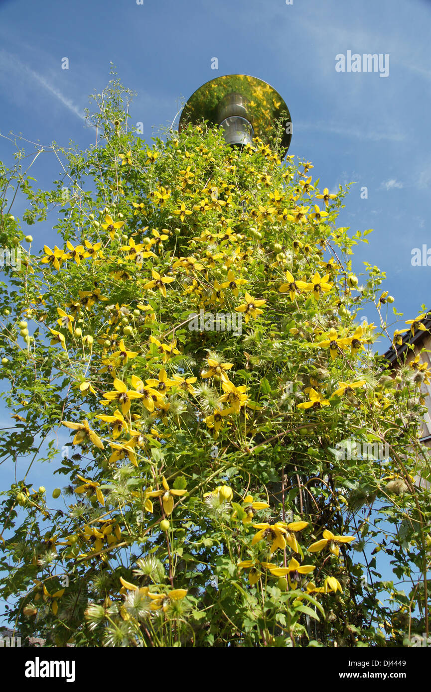 Clematis tangutica, Waldrebe, flor de cuero Foto de stock