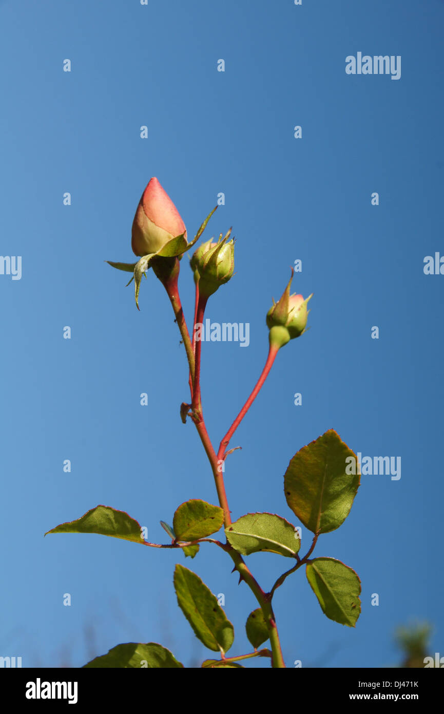 Rosa, Nuevo Amanecer, Blütenknospen Kletterrose Foto de stock