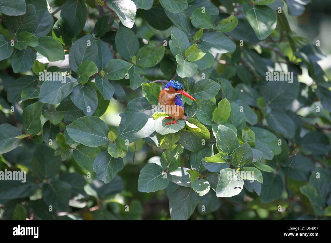 Malachite kingfisher Alcedo cristata Foto de stock