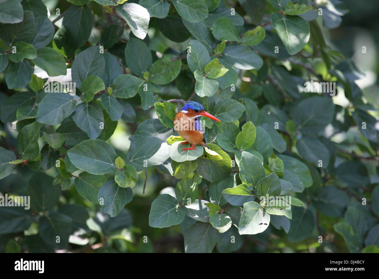 Malachite kingfisher Alcedo cristata Foto de stock