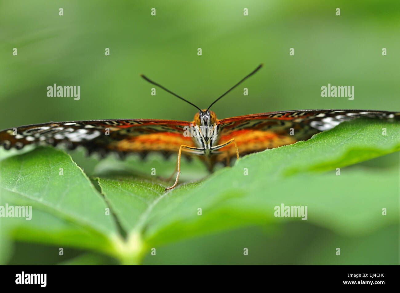 Mariposa Cethosia cyane Leopard crisopa, Foto de stock