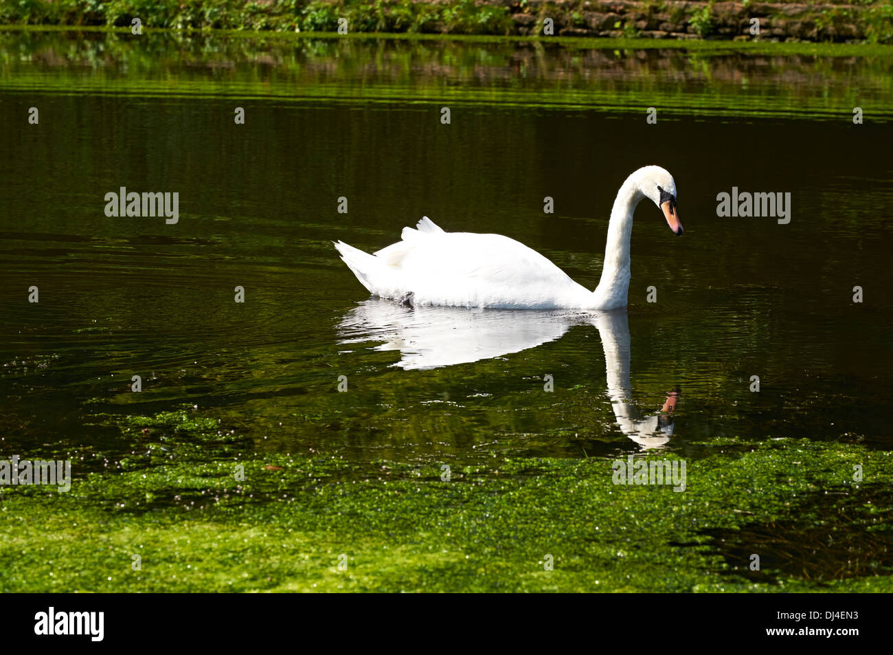 Un cisne nadando en un lago en un día de verano, Inglaterra, Reino Unido. Foto de stock