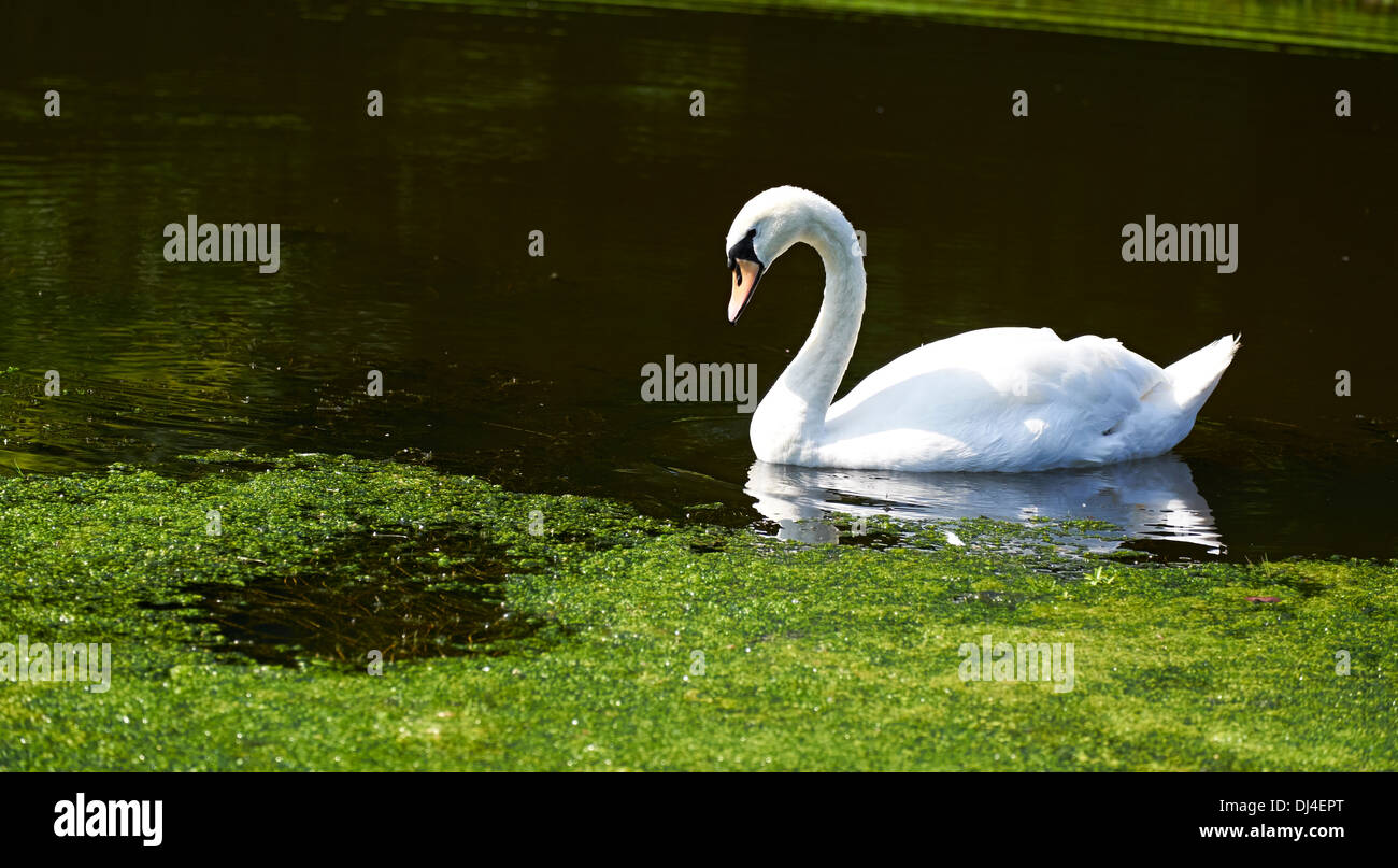 Un cisne nadando en un lago en un día de verano, Inglaterra, Reino Unido. Foto de stock