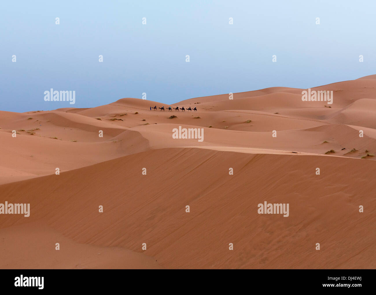 Desierto del Sahara - con lejanos tren camello caminando hacia el horizonte Foto de stock