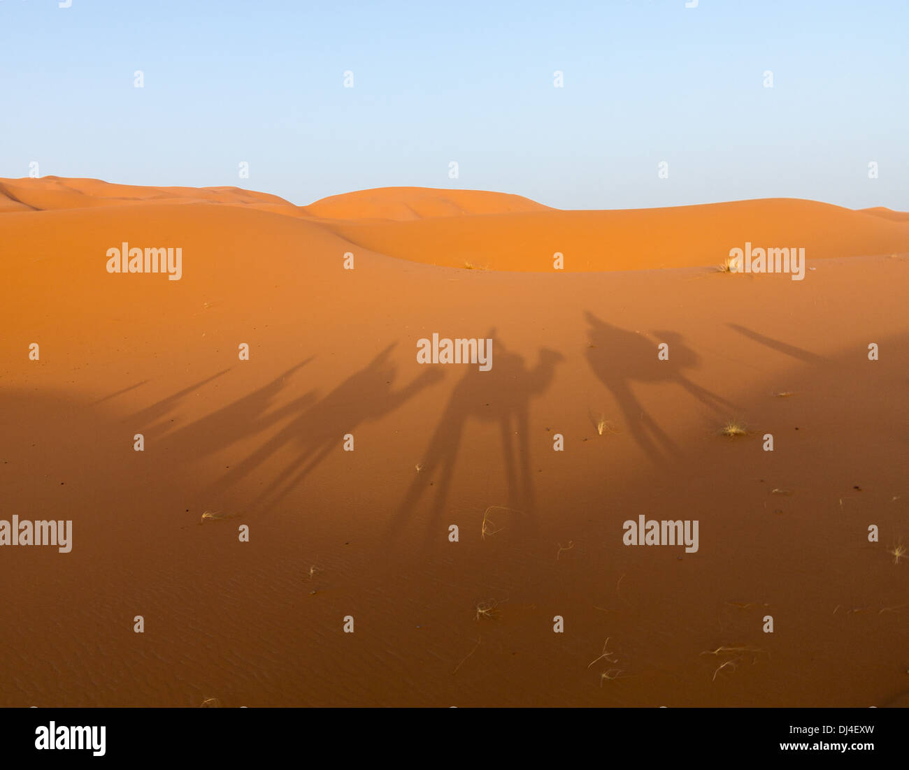 Desierto del Sahara - sombras de un tren camello en las dunas de arena. Foto de stock