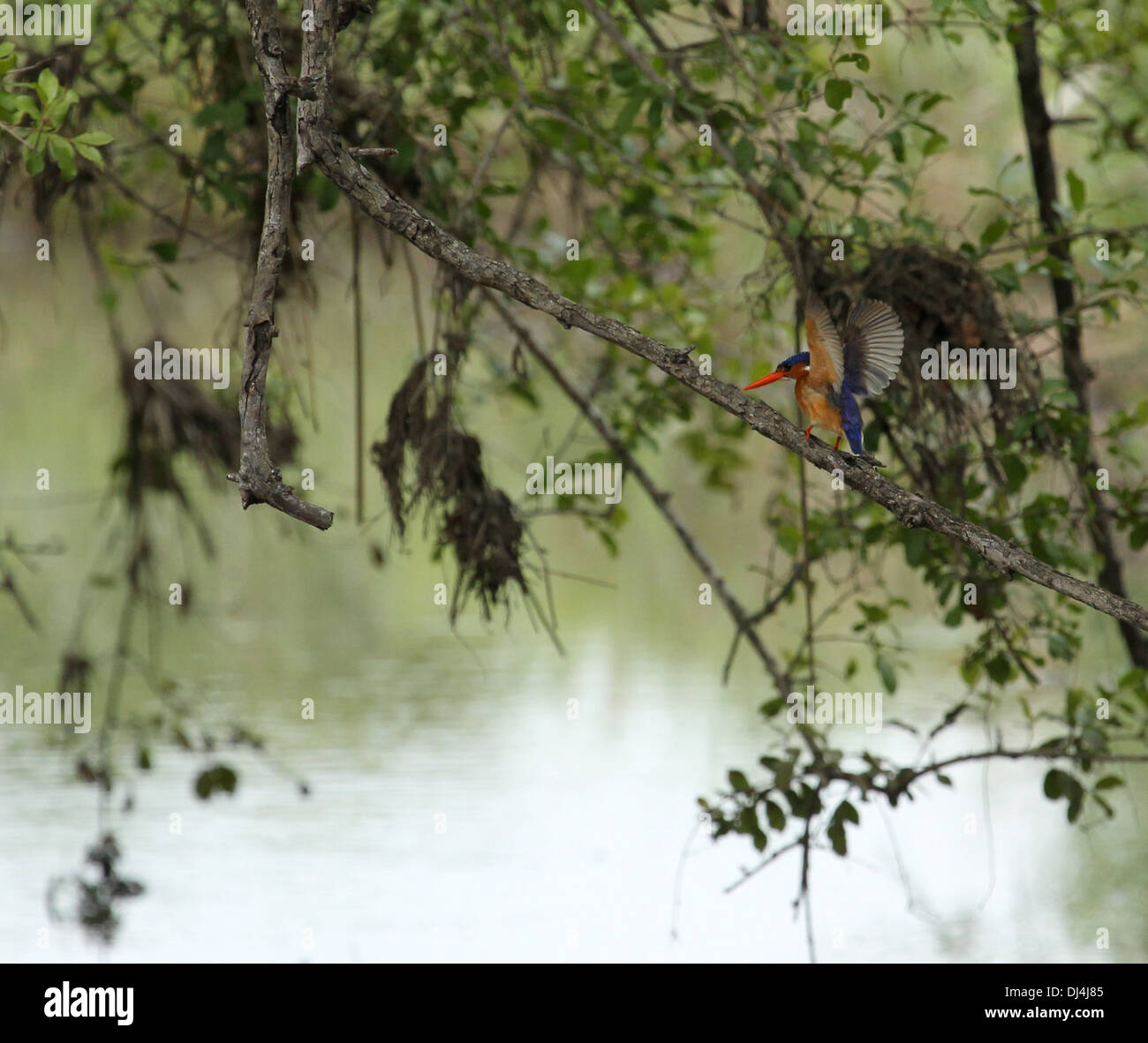 Malachite Kingfisher Alcedo cristata Foto de stock