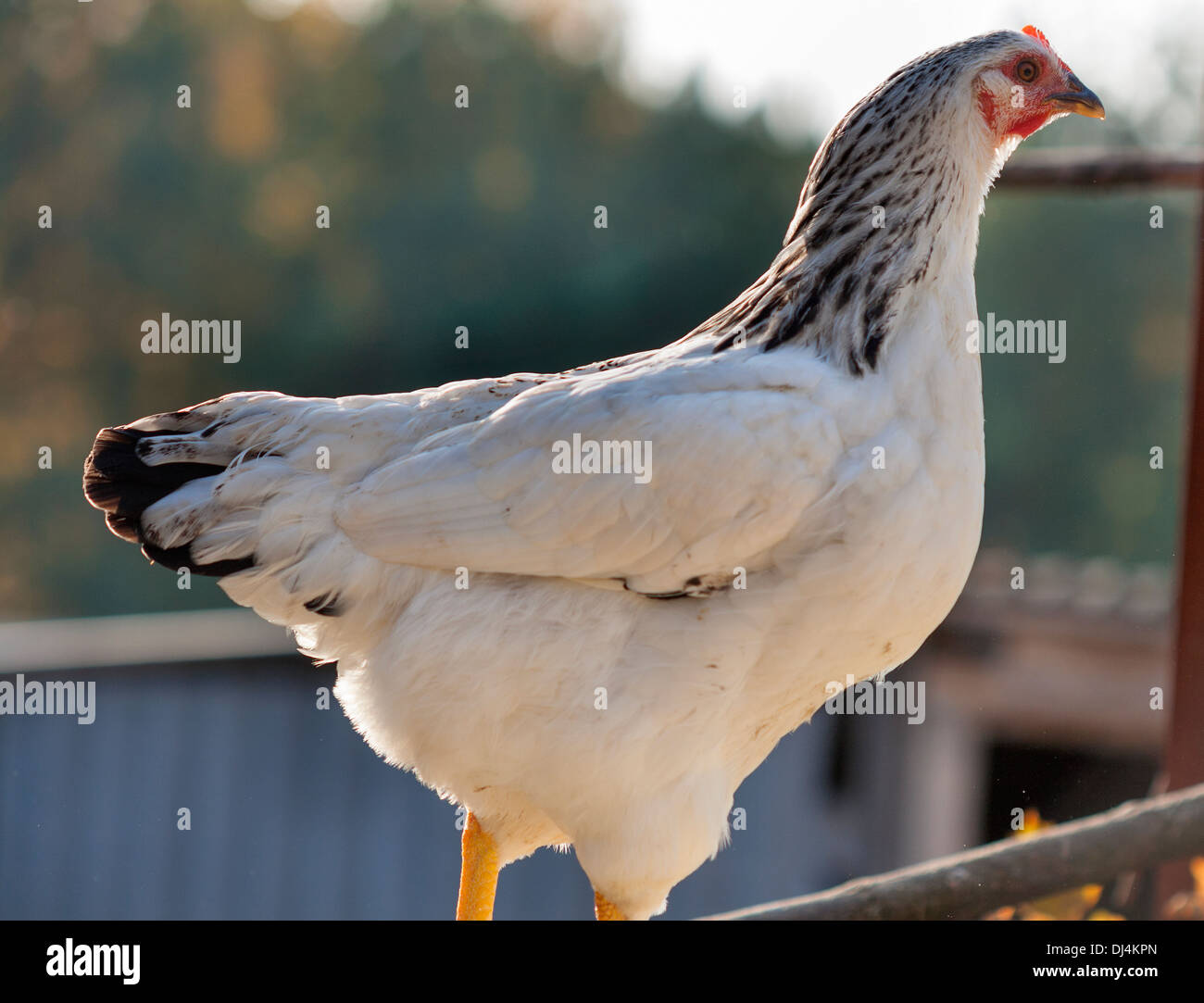 Blanco moteado de gallina en el patio trasero closeup Foto de stock