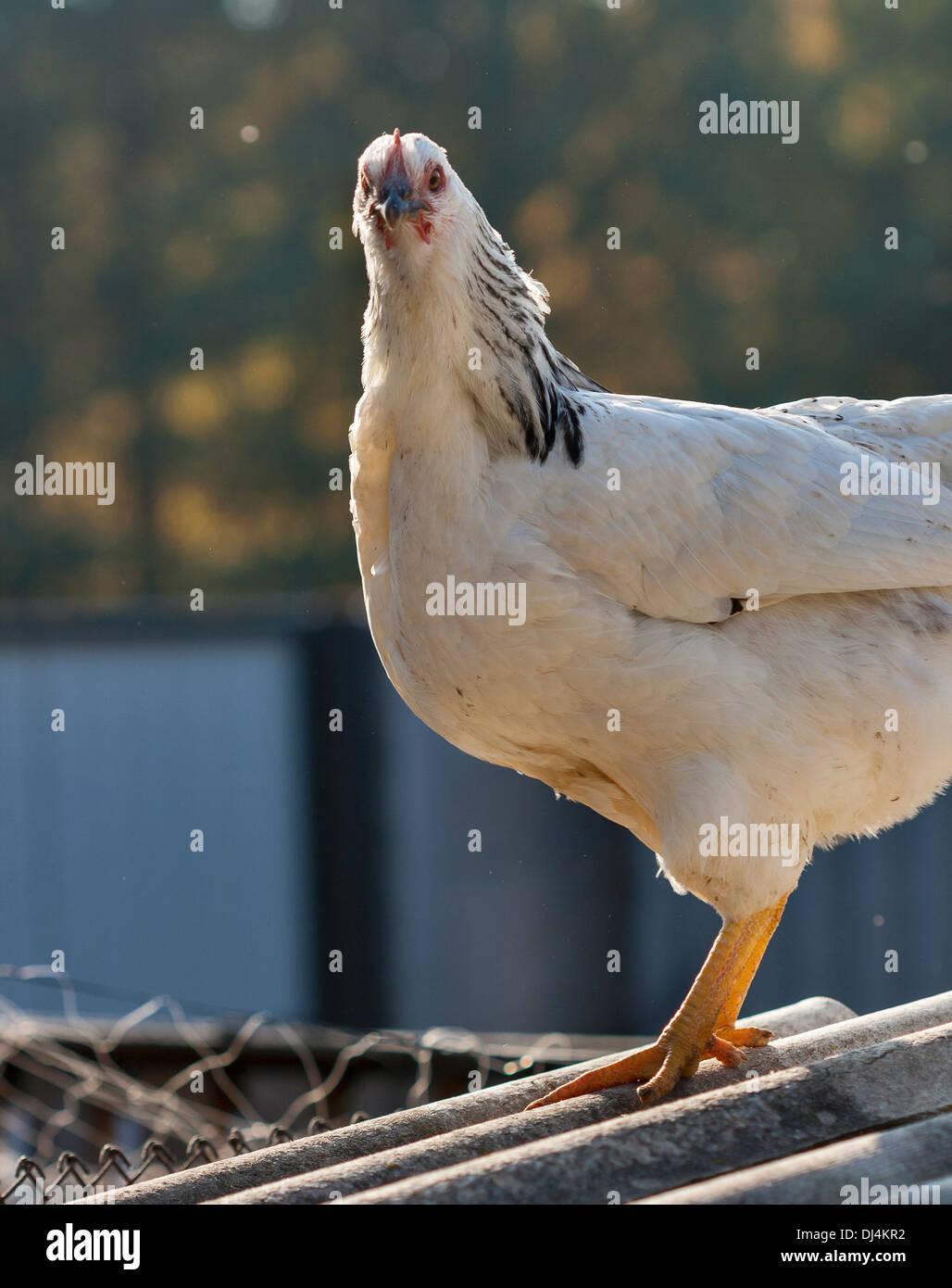 Blanco moteado de gallina en el patio trasero closeup Foto de stock