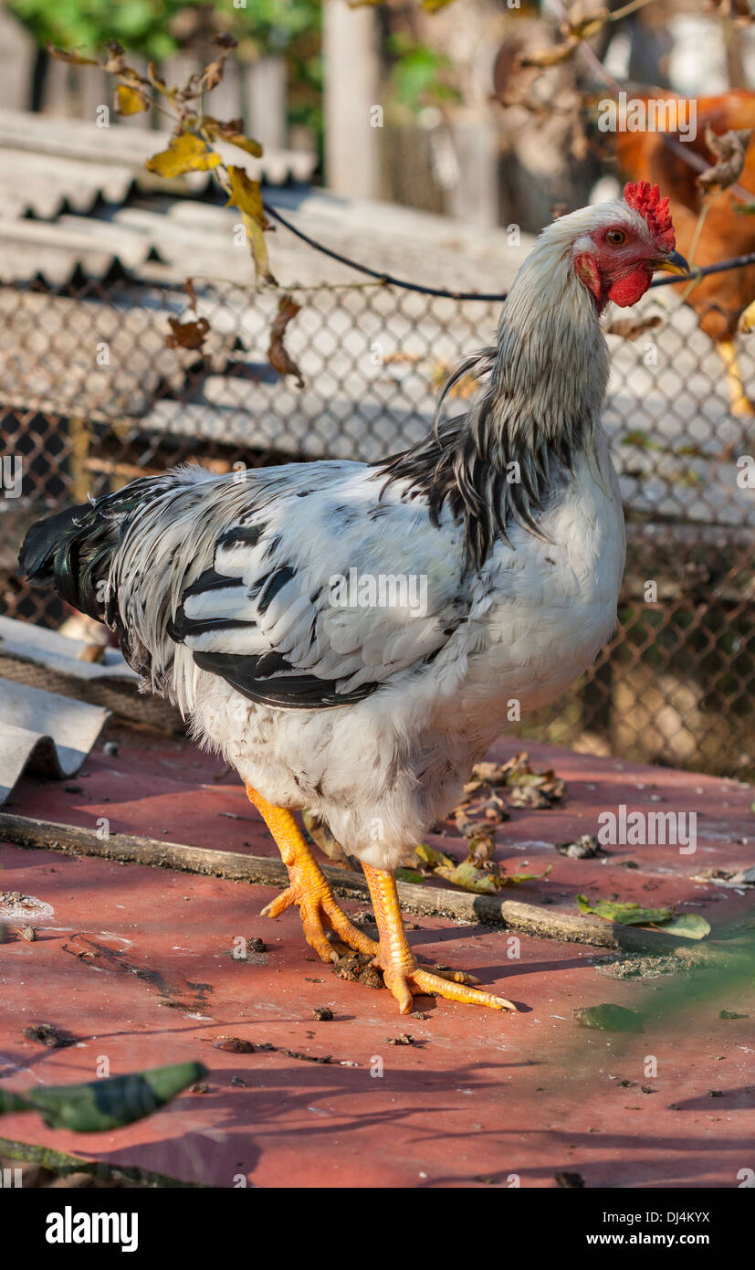 Free Range moteado blanco gallina closeup en el patio de atrás Foto de stock