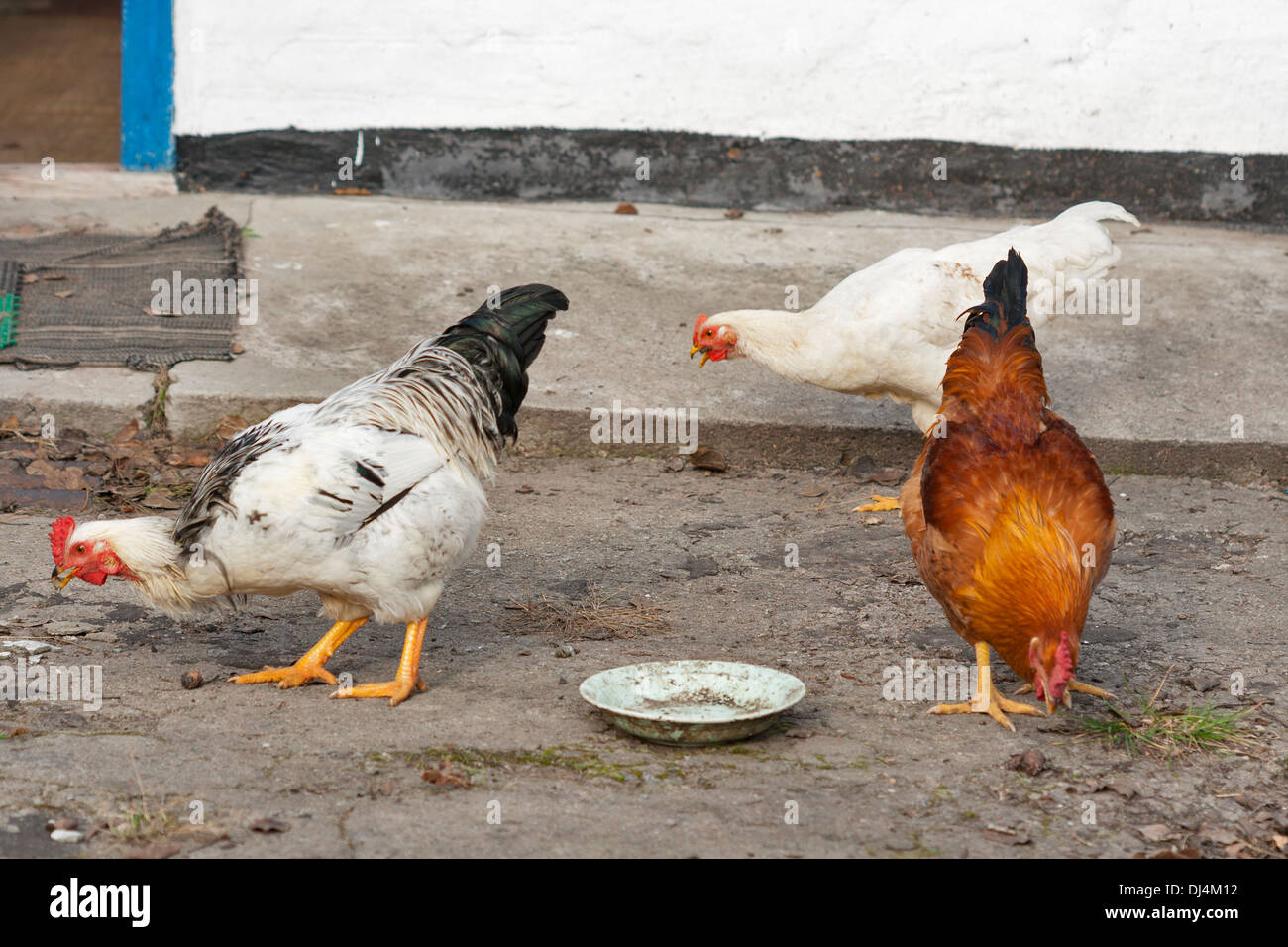 Pollos buscar comida en el patio de atrás Foto de stock