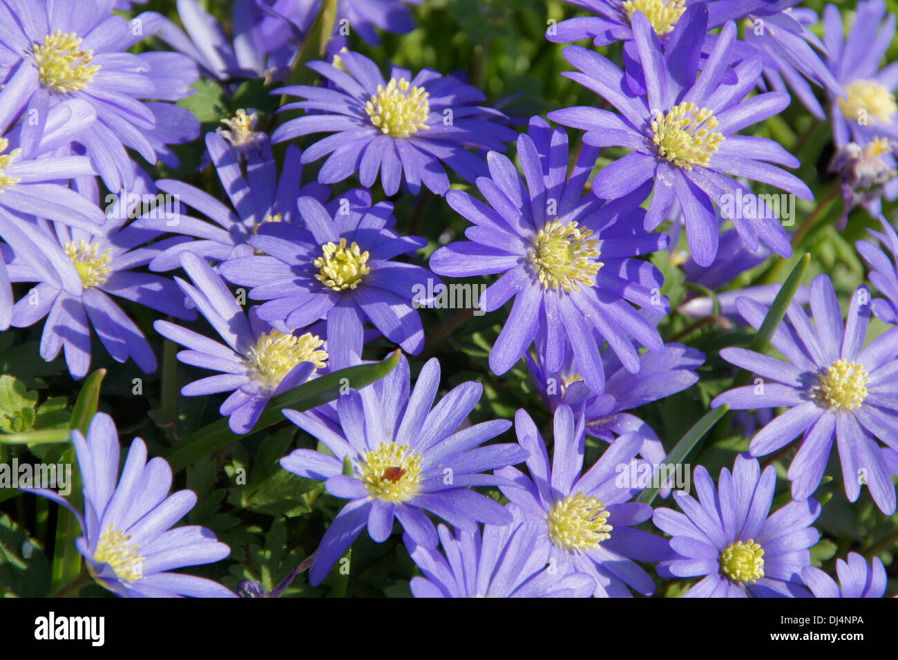 Plantas y flores de griego fotografías e imágenes de alta resolución -  Página 7 - Alamy