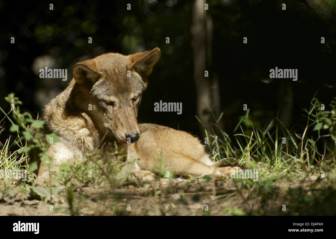 Red Wolf en el sol rojo lobo ( Canis rufus ) es el nombre de sus Red-Tinged Fur. Colección de animales. Foto de stock