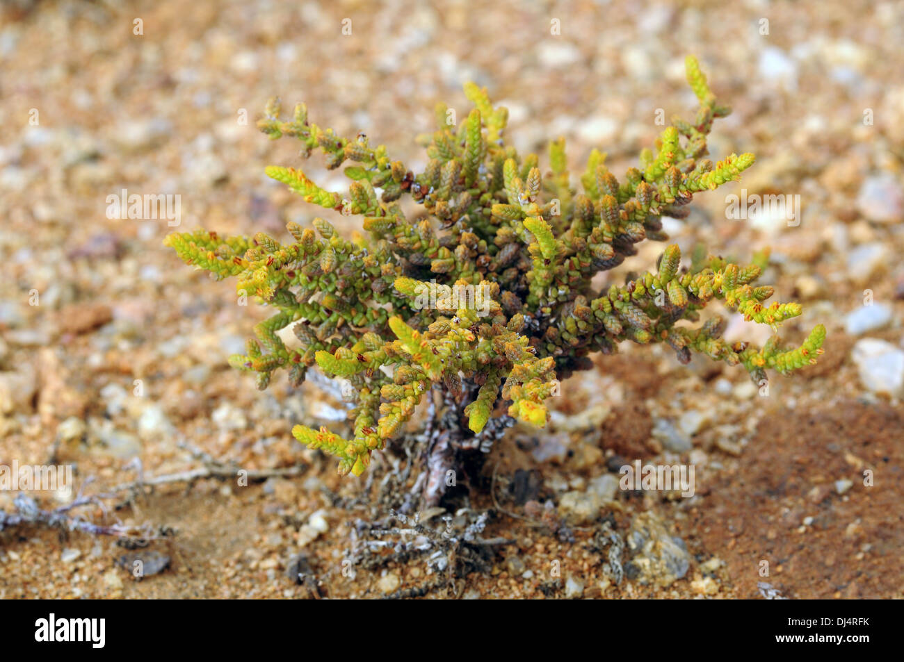 Crassula muscosa, Namaqualand, Sudáfrica Foto de stock