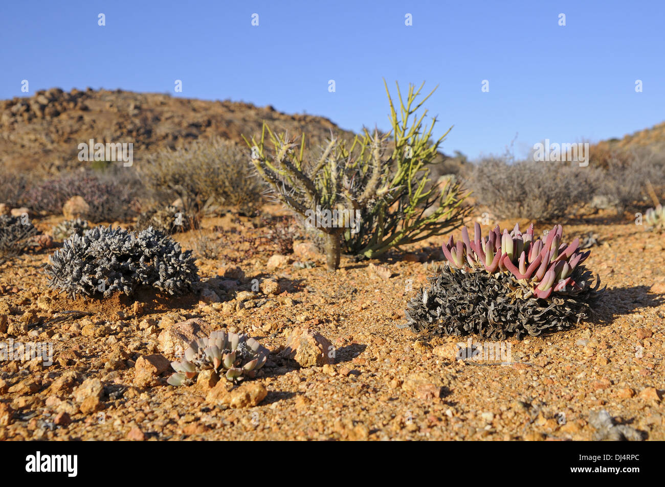 Flora suculenta, Goegap, Sudáfrica Foto de stock