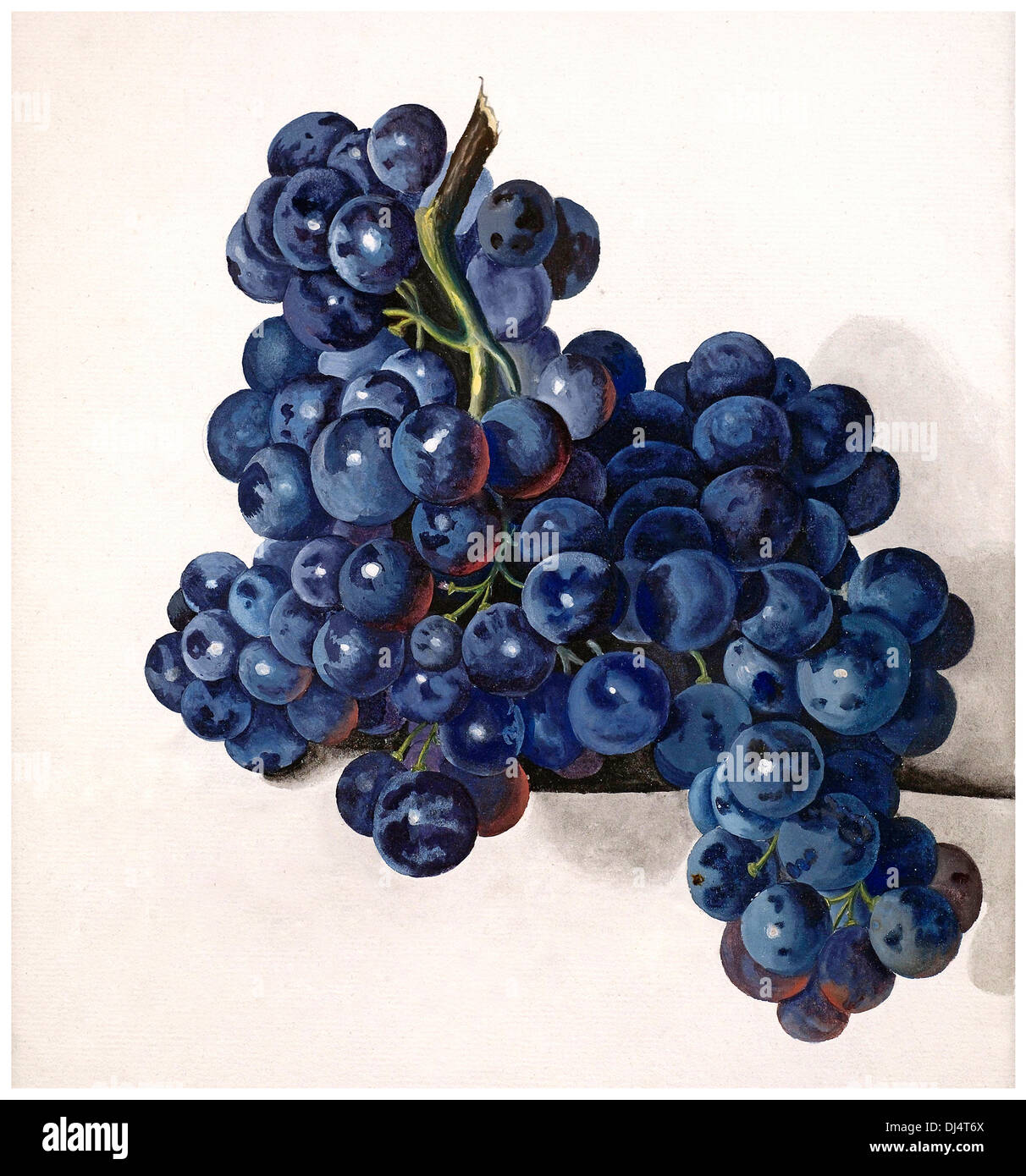 Racimo de uvas Pinot Noir ilustración pintura Foto de stock