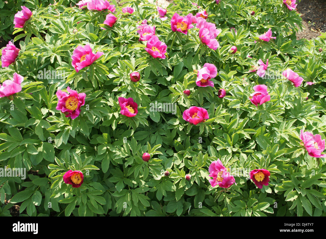 Peonía Foto de stock