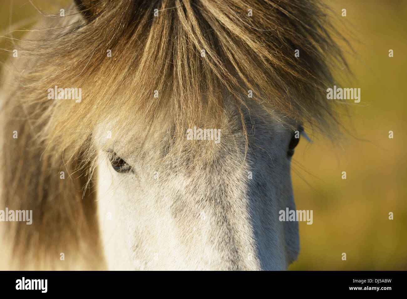 Cerca de un caballo islandés; Nordur-Mulasysla, fiordos orientales, Islandia Foto de stock