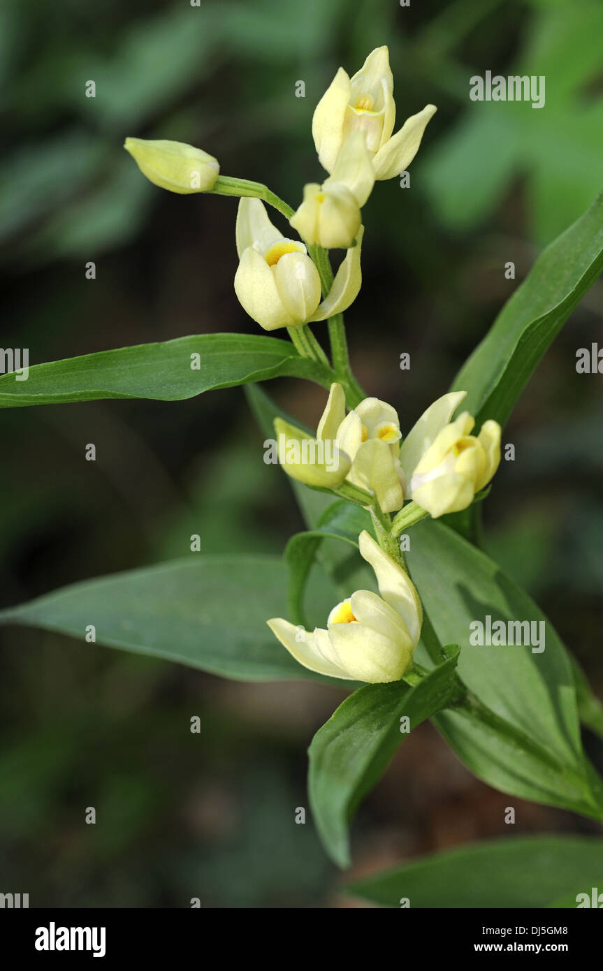 Blanco, damasonium Cepahalanthera helleborne Foto de stock