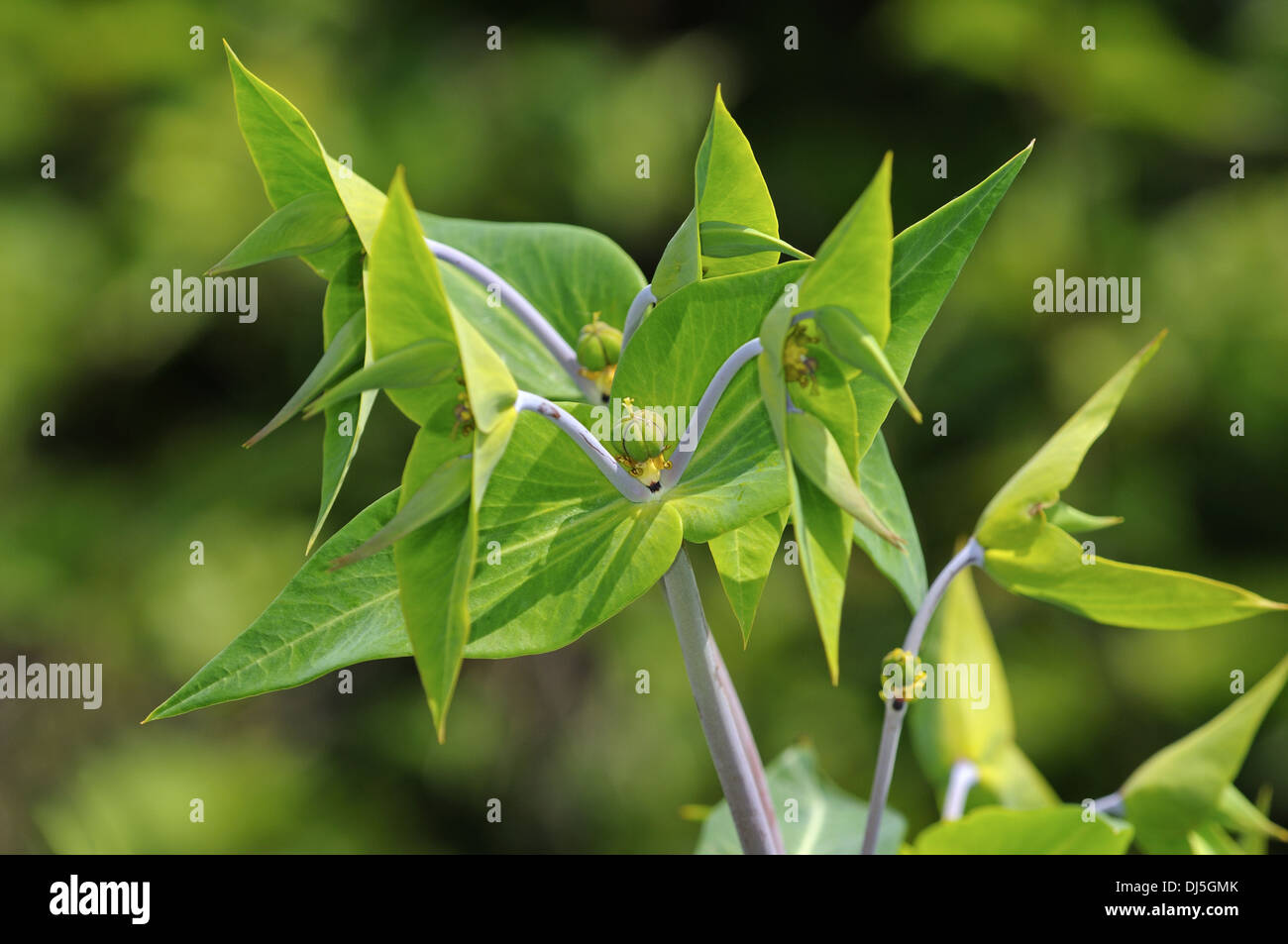 Caper spurge, Euphorbia lathyris Foto de stock