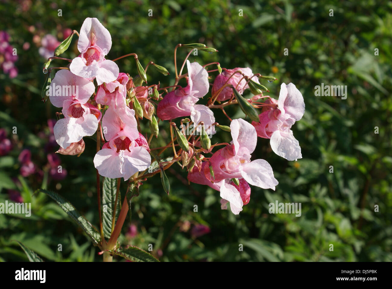 Impatiens glandulifera Foto de stock
