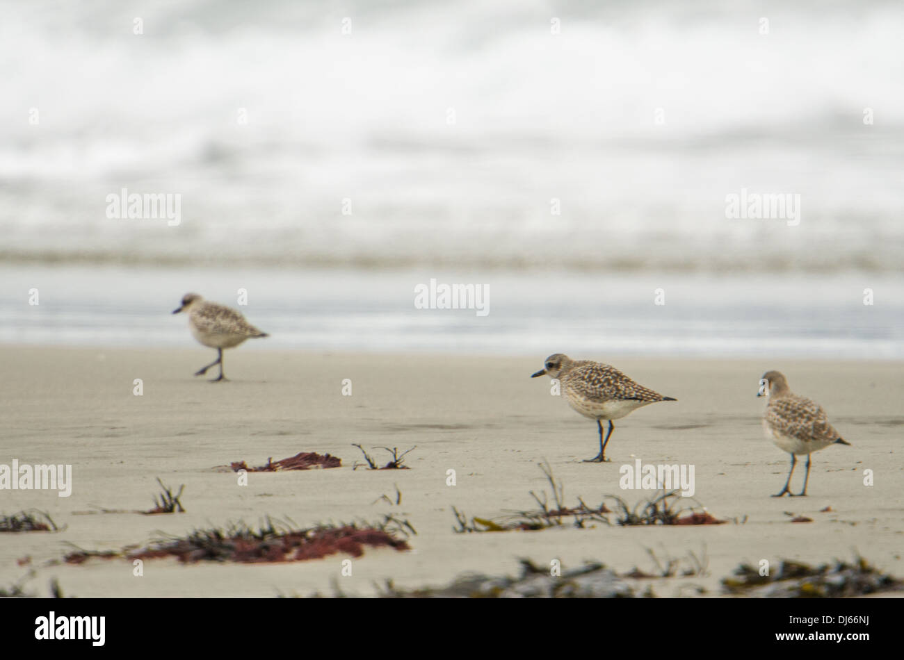 Los nudos (Calidris canutus), aves zancudas, alimentación por la línea de marea cerca del Nare promontorio; patrones naturales, Cornualles, en invierno. Foto de stock
