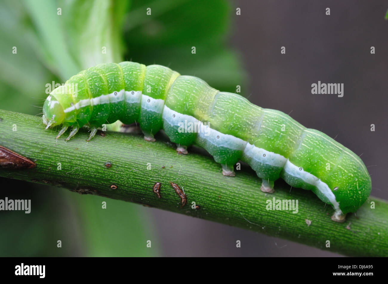 Oruga verde fotografías e imágenes de alta resolución - Alamy