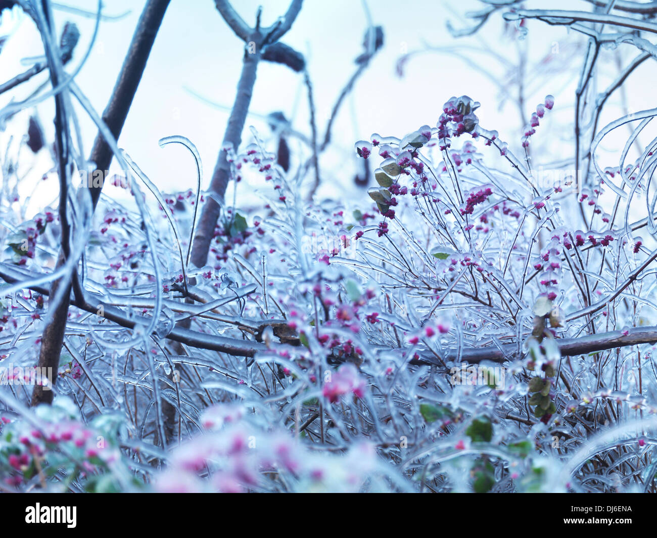 Congelados, cubiertos de hielo ramas de plantas y arbustos con bayas rosas. Naturaleza abstracta artística paisaje. Foto de stock