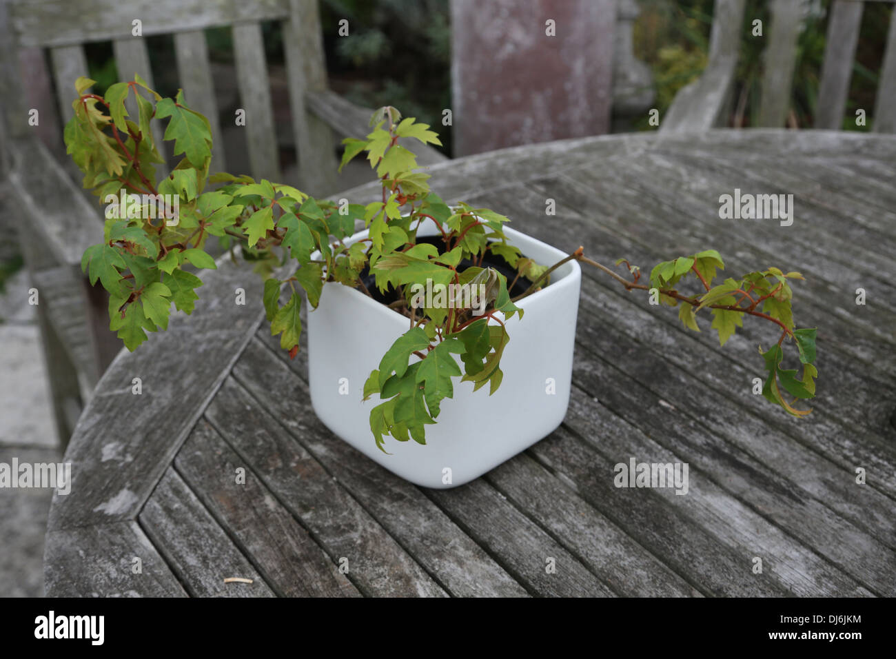 Grape Ivy (Parthenocissus Tricuspidata) En una olla blanco Foto de stock