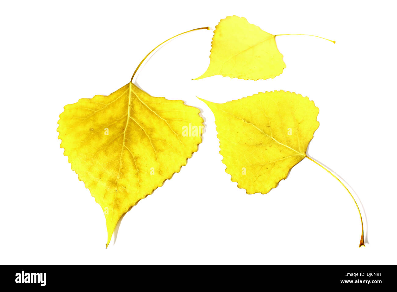 Yellow leaf álamos, la caída de las hojas, hojas Желтый лист тополь,,,, листва листопад Foto de stock