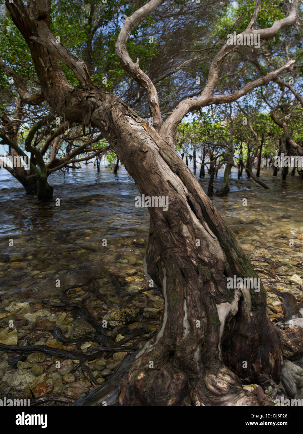 Los mangles Loloata Isla cerca de Port Moresby, Papua Nueva Guinea Foto de stock