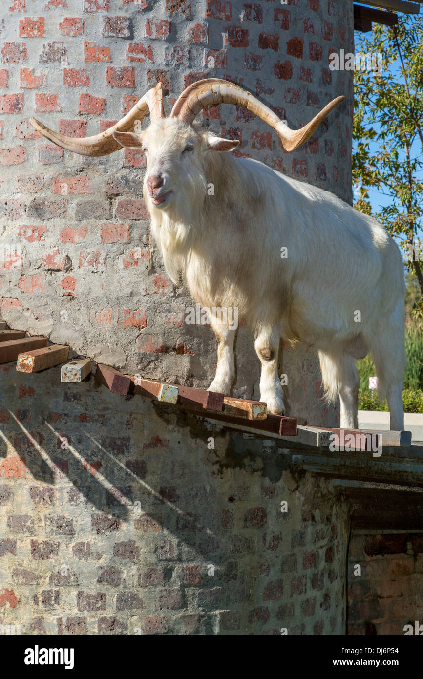 Sudáfrica. Una cabra Saanen, raza suiza, sobre la torre de cabra en Fairview Winery, Paarl area, cerca de Ciudad del Cabo. Foto de stock