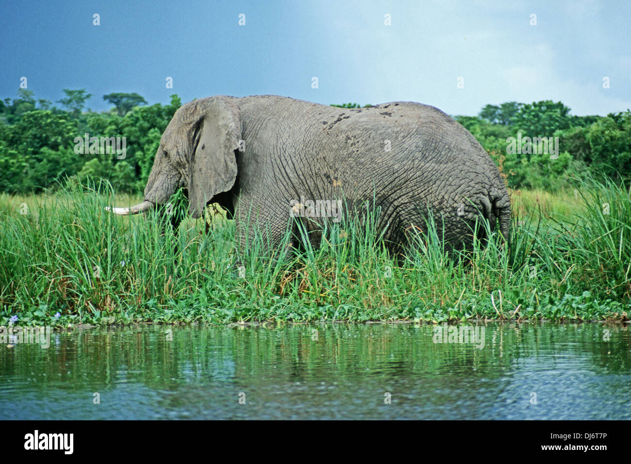 Elefante por Nilo Victoria, Uganda Foto de stock
