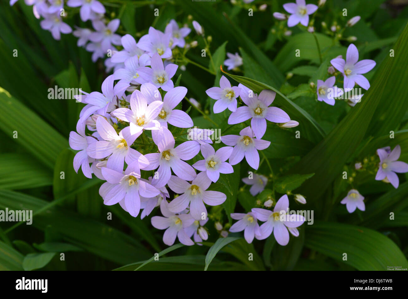 Una flor azul celeste comparte un punto de luz en una flor, en lister park bradford Foto de stock