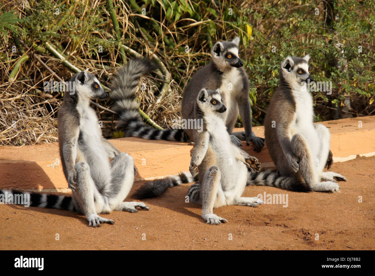 Lémures de cola anillada, tomando sol, Reserva Berenty, Madagascar Foto de stock