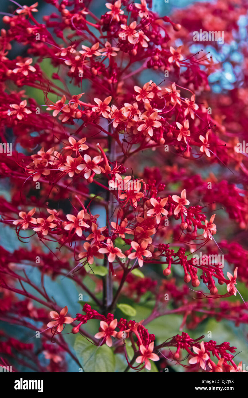 Flor de la pagoda fotografías e imágenes de alta resolución - Alamy
