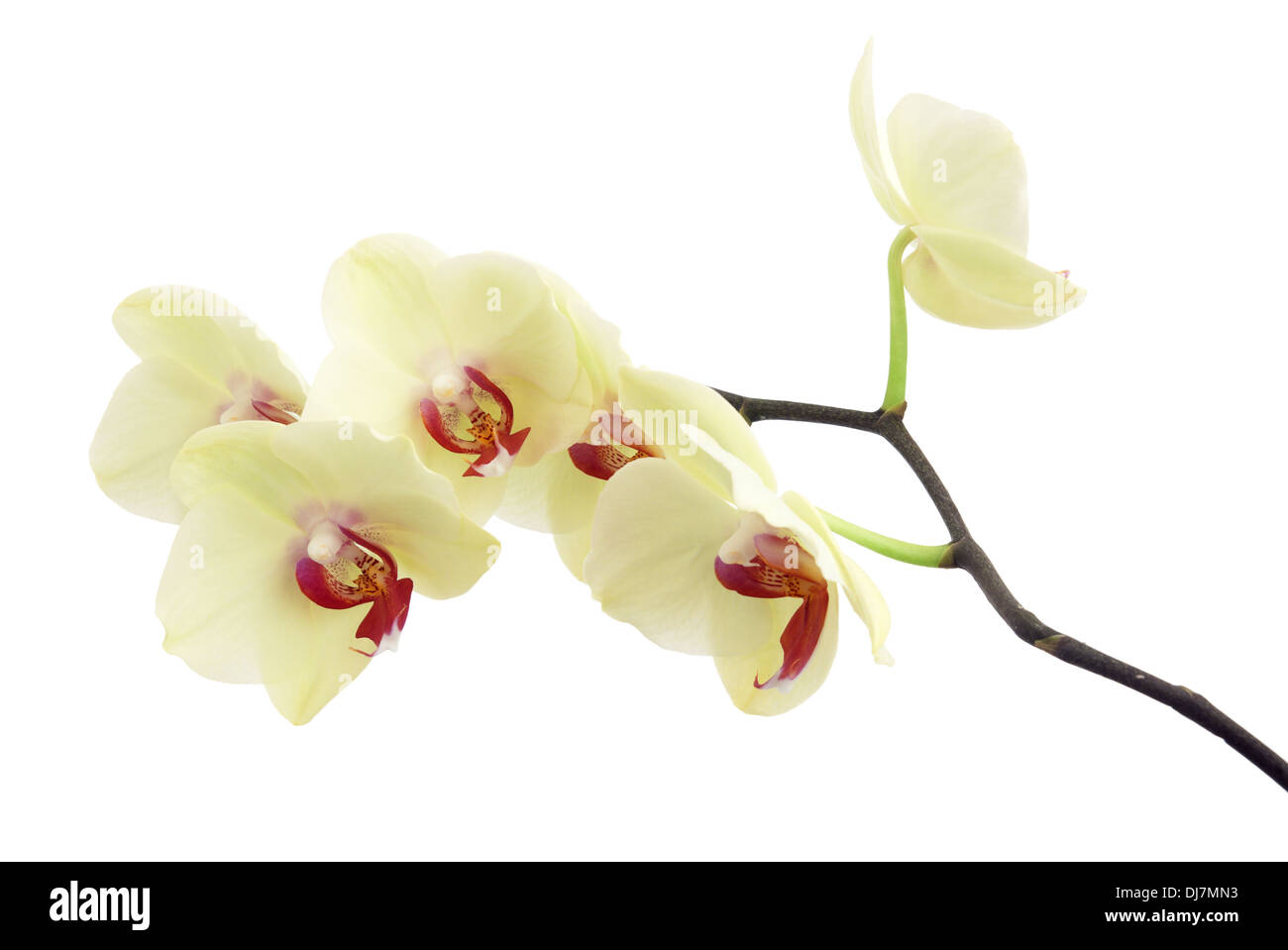 Delicado beige rama de orquídeas en blanco Foto de stock