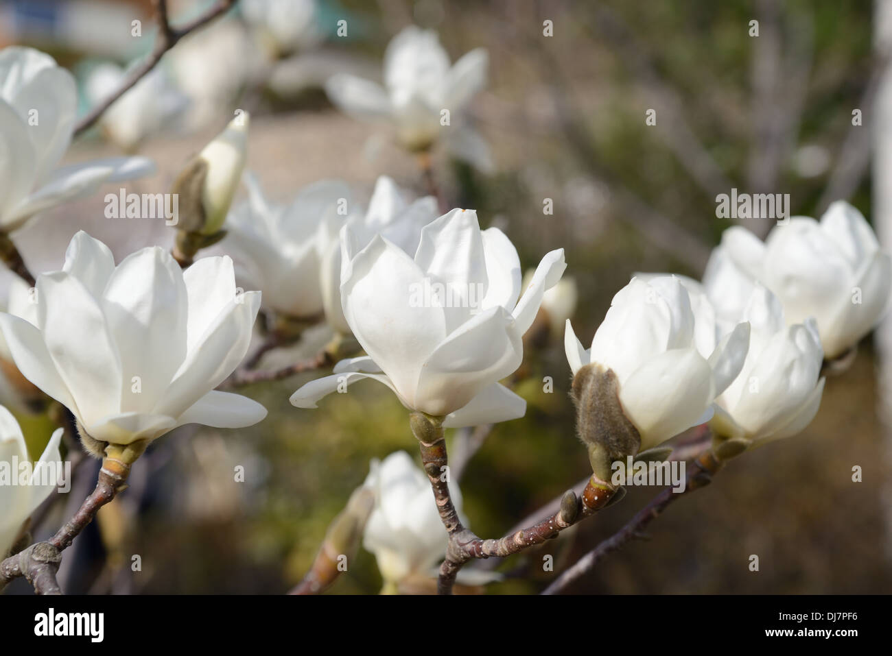 Una hermosa flor magnolia blanca Foto de stock
