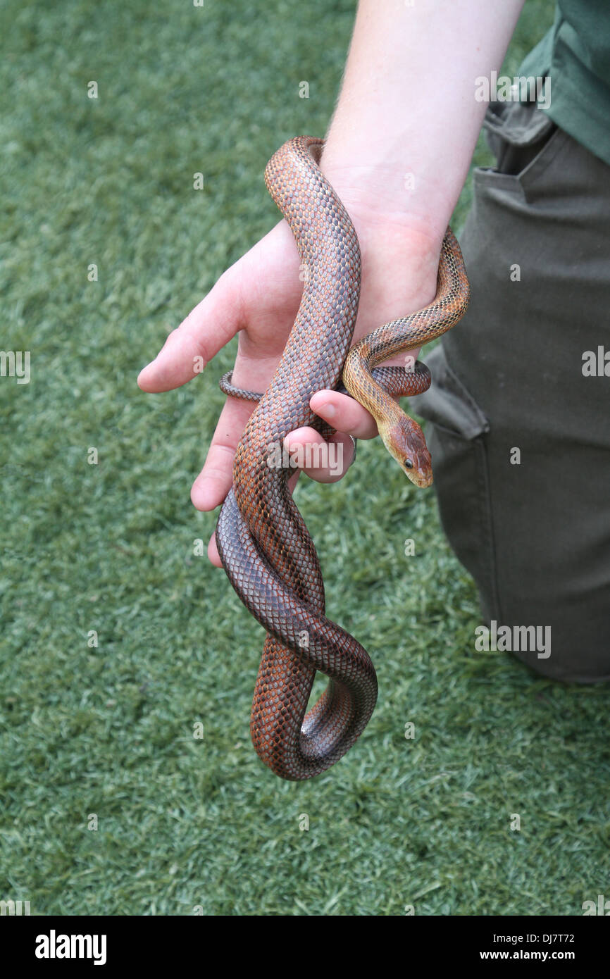 Serpiente de maíz retenidos por el zoo keeper Foto de stock