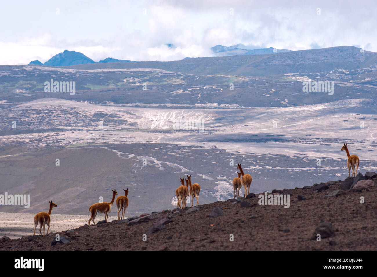 Vicuñas (vicugnas) en las zonas alpinas altas de la Cordillera de Los Andes, Ecuador Foto de stock