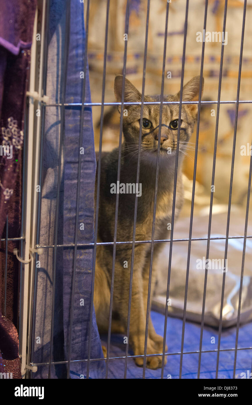 Gato encerrado en una jaula. Gato supremo espectáculo en el National Exhibition Centre en Birmingham, Inglaterra, Reino Unido. Foto de stock