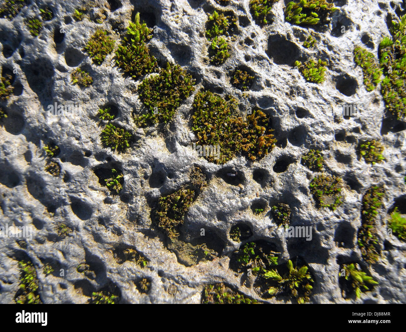 Moss crece en burbujas en el basalto volcánico brecciated erosionadas, Parque Nacional Vatnajokull, Islandia Foto de stock