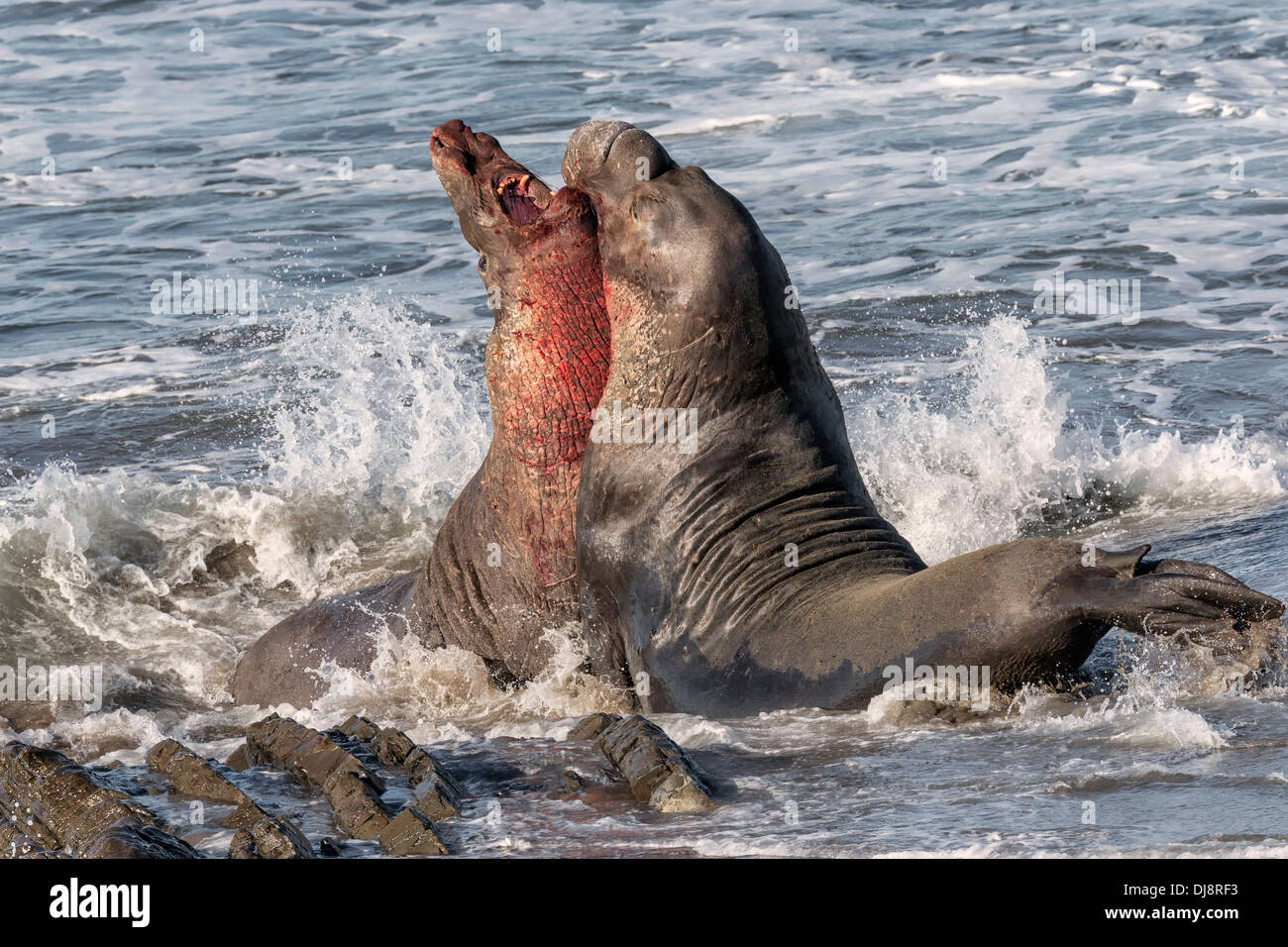 norte-de-elefantes-marinos-machos-adultos-luchan-dj8rf3.jpg