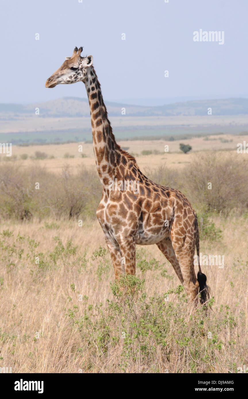Jirafa (Giraffa Camelopardalis) Reserva Nacional de Masai Mara, Kenia, África Oriental Foto de stock