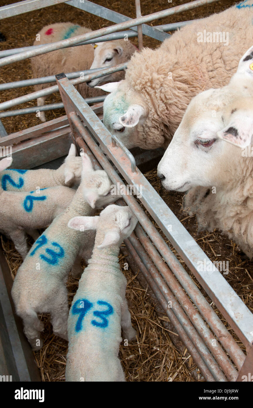 Las ovejas y corderos en corrales, Wales, REINO UNIDO Foto de stock
