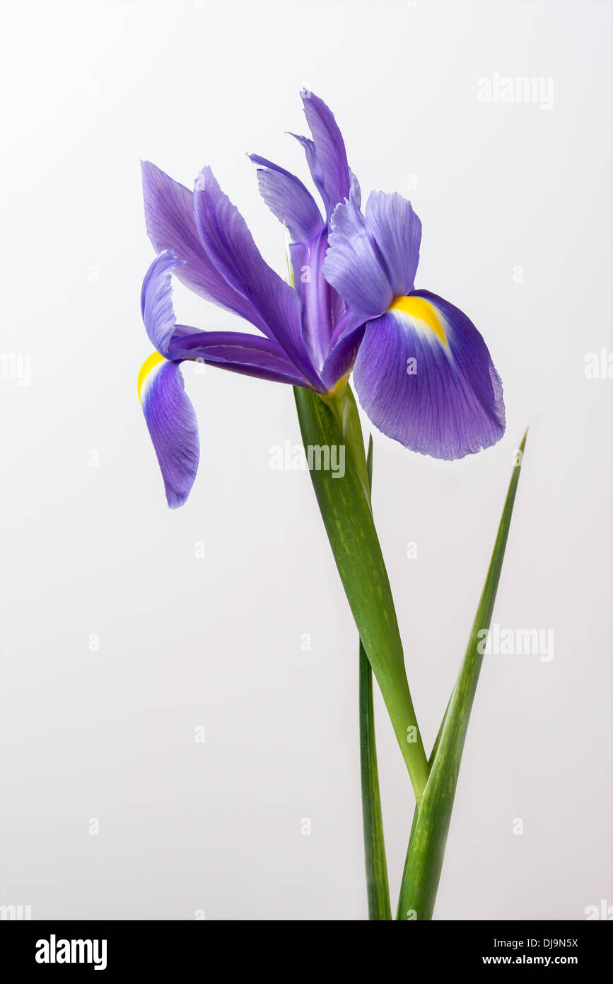 Iris Flor con tallo y hojas en primer plano contra el fondo liso. Foto de stock