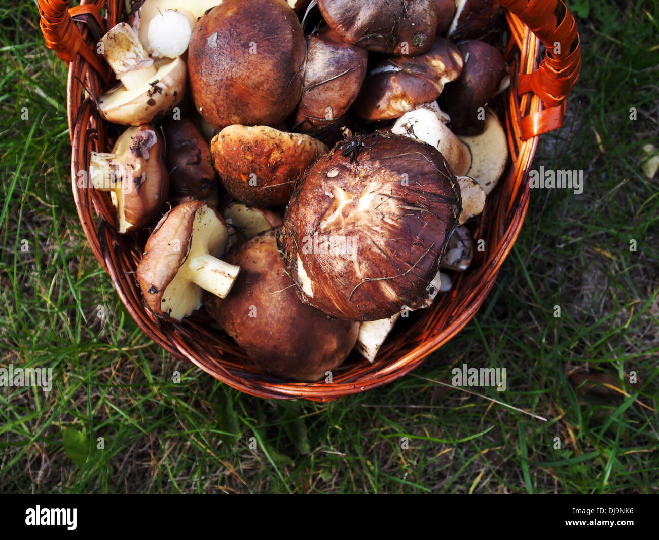 Setas Boletus edulis y Suillus en la cesta en la pasto verde Fotografía de  stock - Alamy
