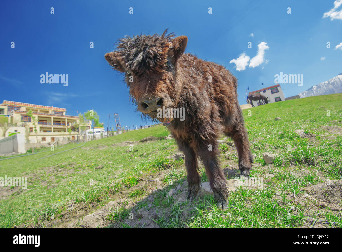 Pequeño yak en campo verde en montaña Foto de stock