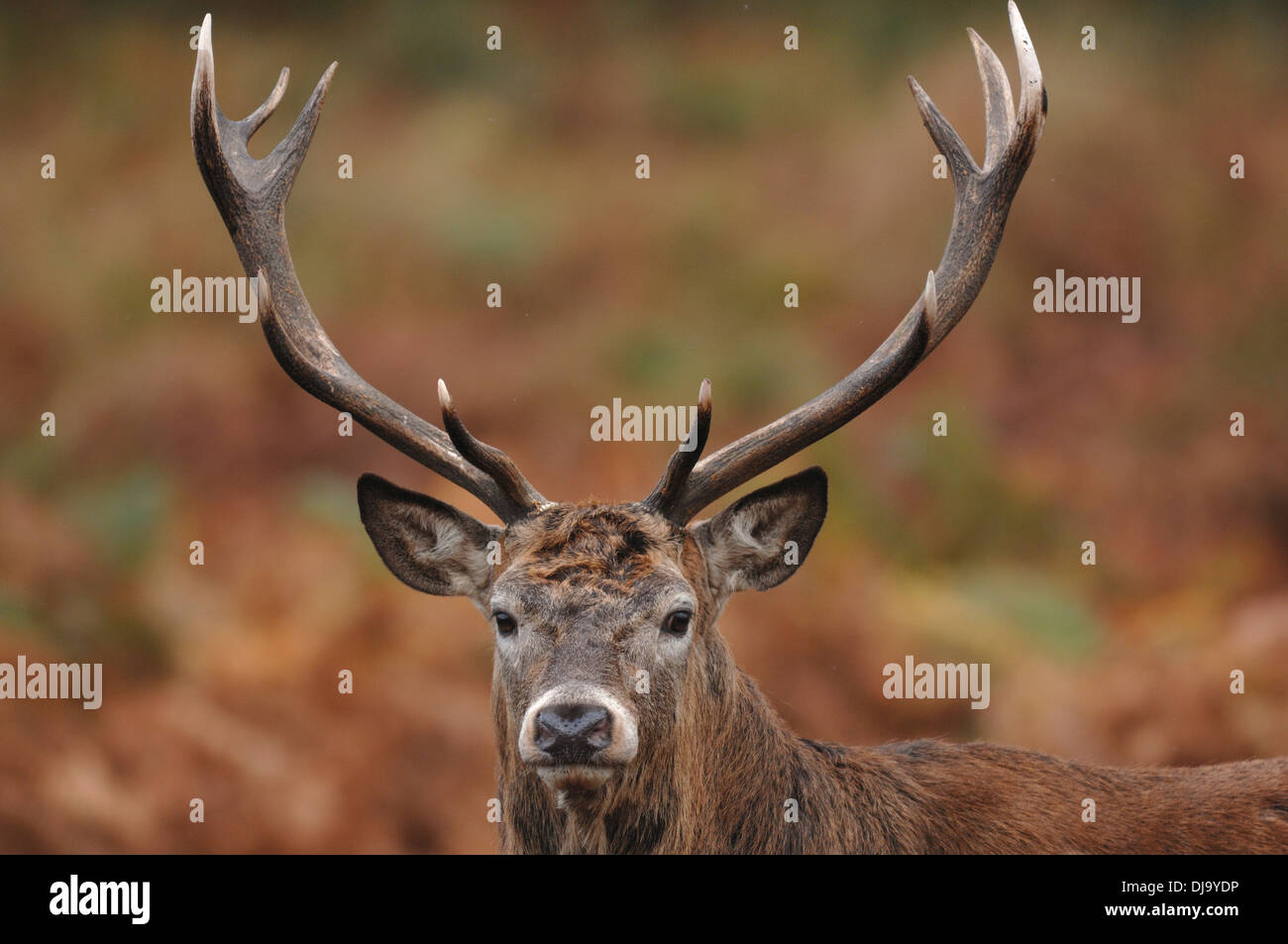 La cabeza de una cornamenta de un ciervo ciervo UK Foto de stock